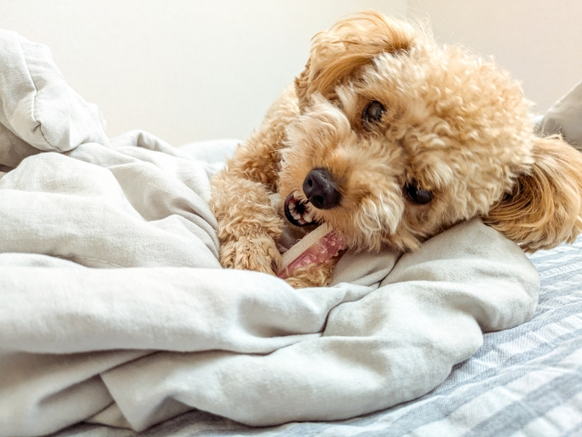 おもちゃをかじるトイプードル