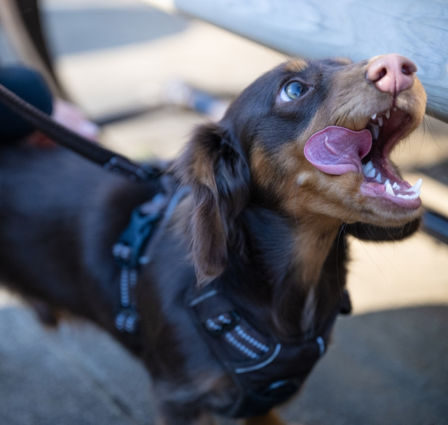 舌を出すミニチュアダックスフンド