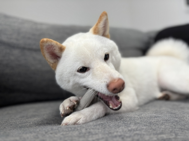 骨を齧っている白い雑種犬