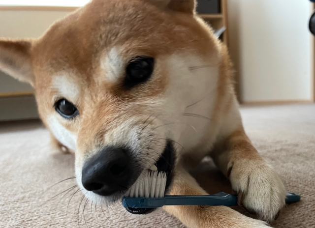 歯ブラシを噛む柴犬