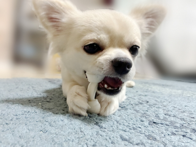 ガムをかじるチワワ