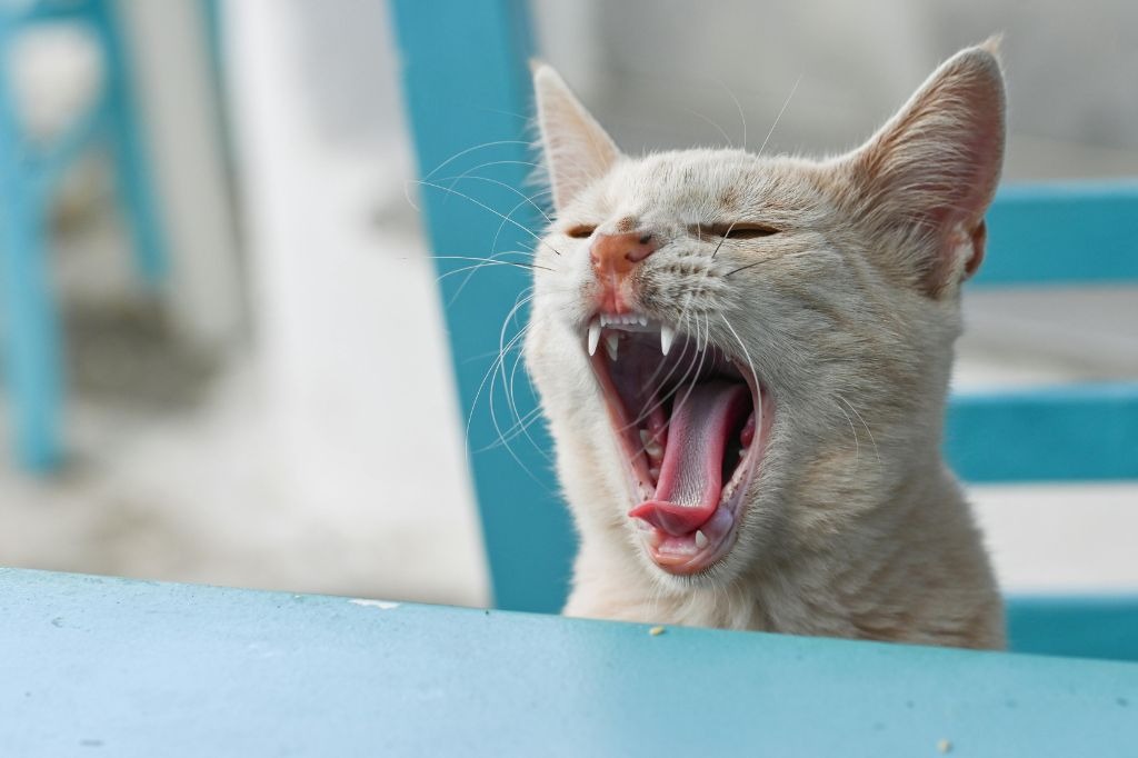 あくびをしている茶色い猫