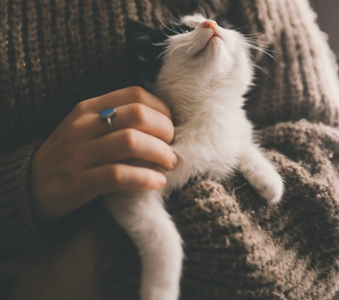 抱っこされている白黒猫