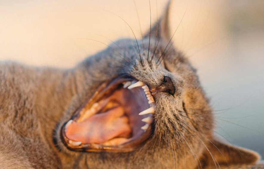 あくびをしている猫