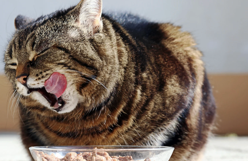 ご飯を食べているキジトラ猫