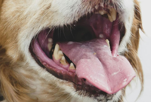 口を開けている犬