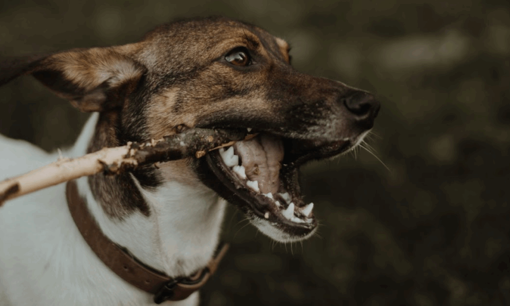 枝をかじっている犬
