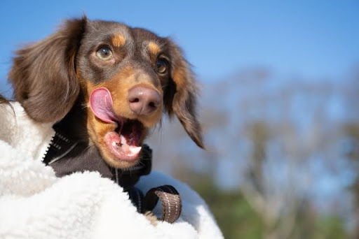 舌をぺろっと出しているミニチュアダックスフンド