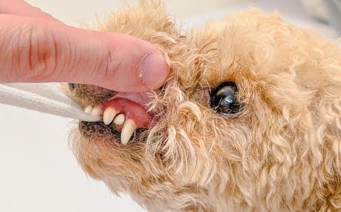 葉を見せてくれるトイプードル