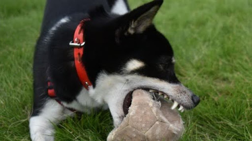 ボールを噛んでいる黒い柴犬