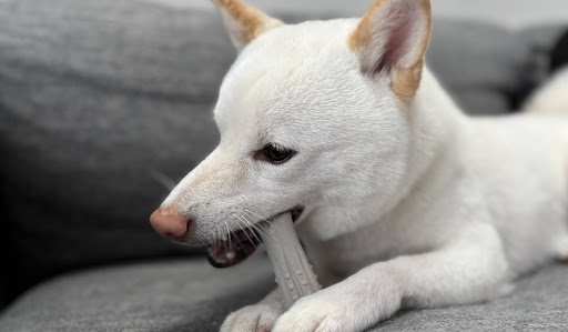 おもちゃを噛んでいる白い犬