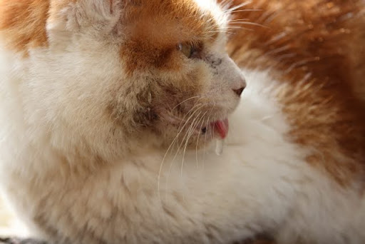 よだれで顔周りが汚れている白茶猫