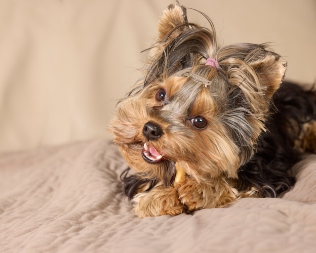 口を開けているヨークシャーテリア