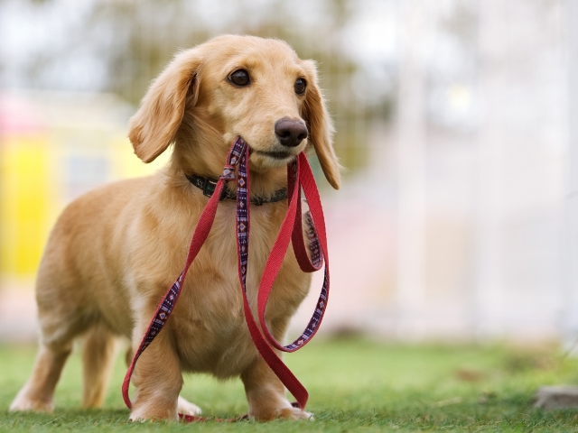 リードを咥えているミニチュアダックスフンド