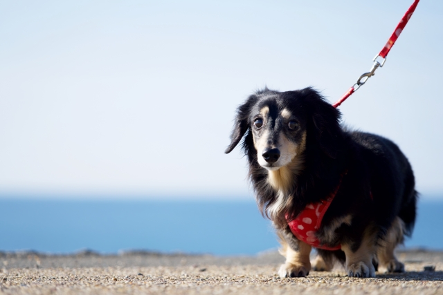 海岸にいるミニチュアダックフンド