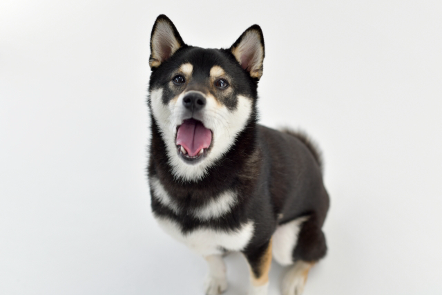 口を開けている柴犬