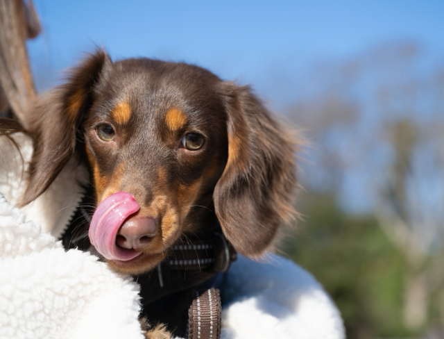 舌をぺろっと出すミニチュアダックスフンド