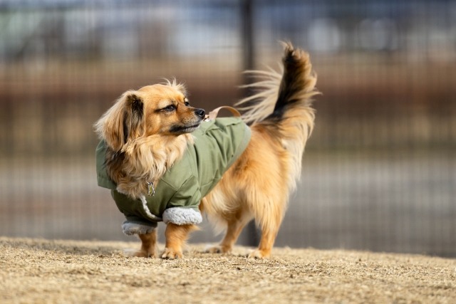 横を見ているチワックス