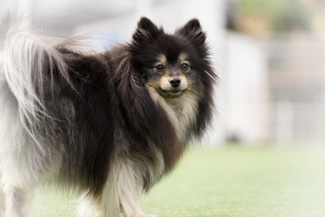 横を向いているポメラニアン