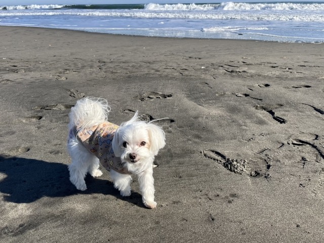 砂浜にいる白いマルチーズ