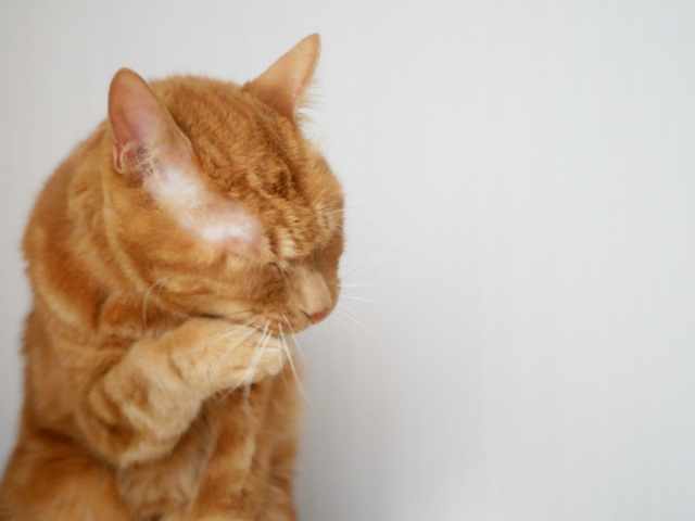 毛繕いをしている茶色い猫