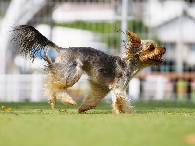 走っているヨークシャーテリア