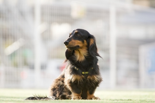 原っぱにいるミニチュアダックスフンド