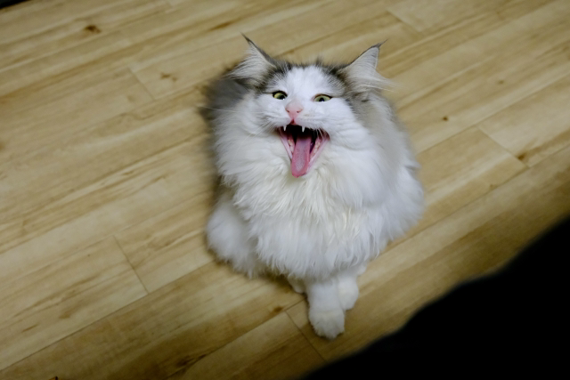 あくびをするラグドール