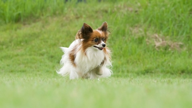 原っぱにいるパピヨン