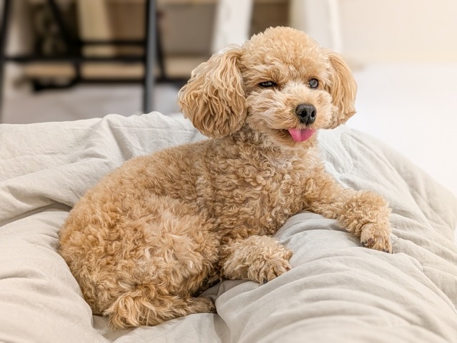 顔をしかめるトイプードル