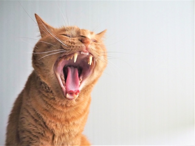 あくびをしている茶トラ猫