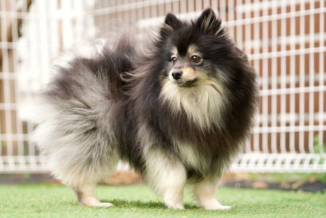 毛の量が多い小型犬