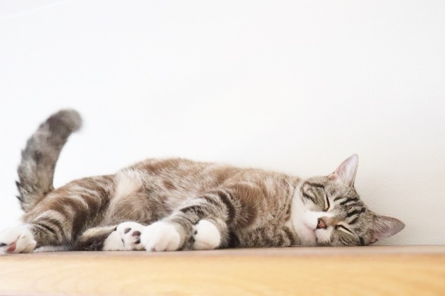 横になっている猫