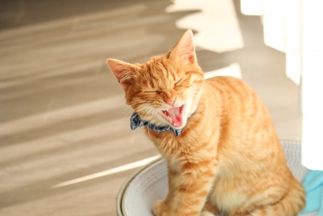 口を開けている茶トラ猫