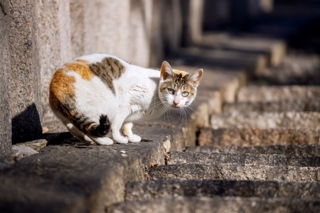 振り向いてこちらを見ている三毛猫