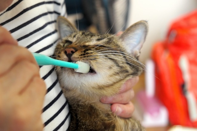 歯を磨かれているキジトラ猫