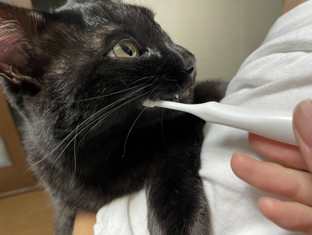 歯磨きをしている黒猫