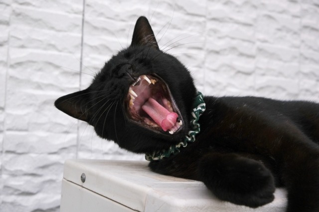 あくびをしている黒猫