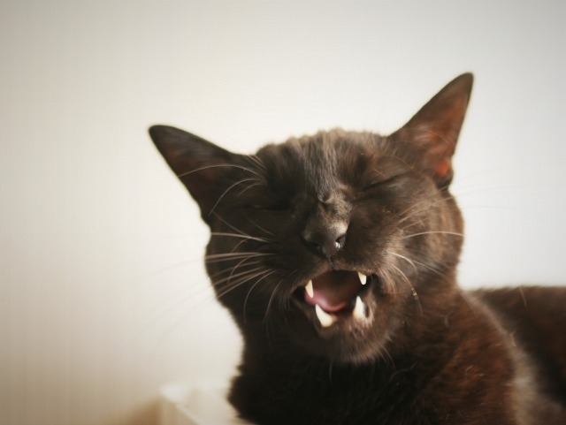 口を開けている黒猫