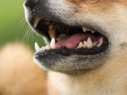 茶色の犬の口もと