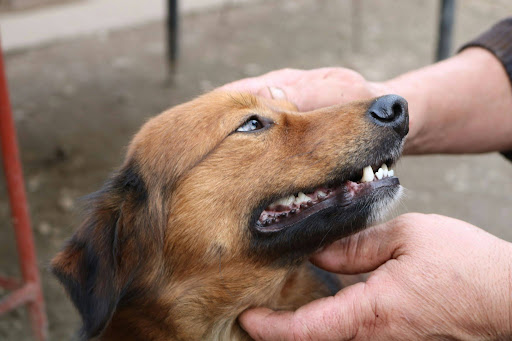 撫でられている茶色犬