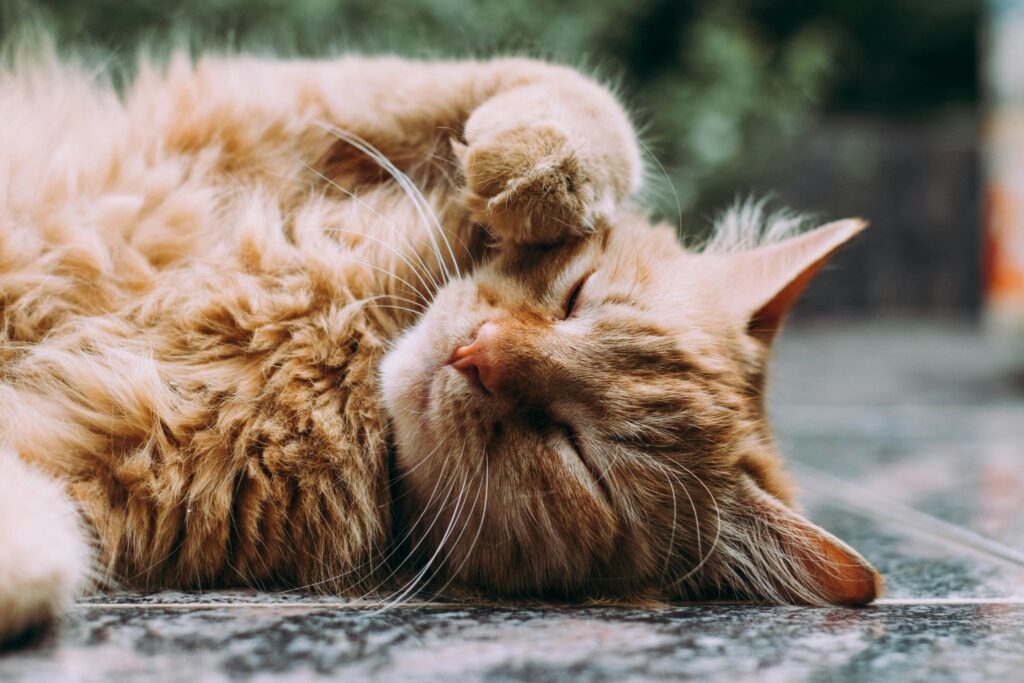 顔を洗おうとする茶猫