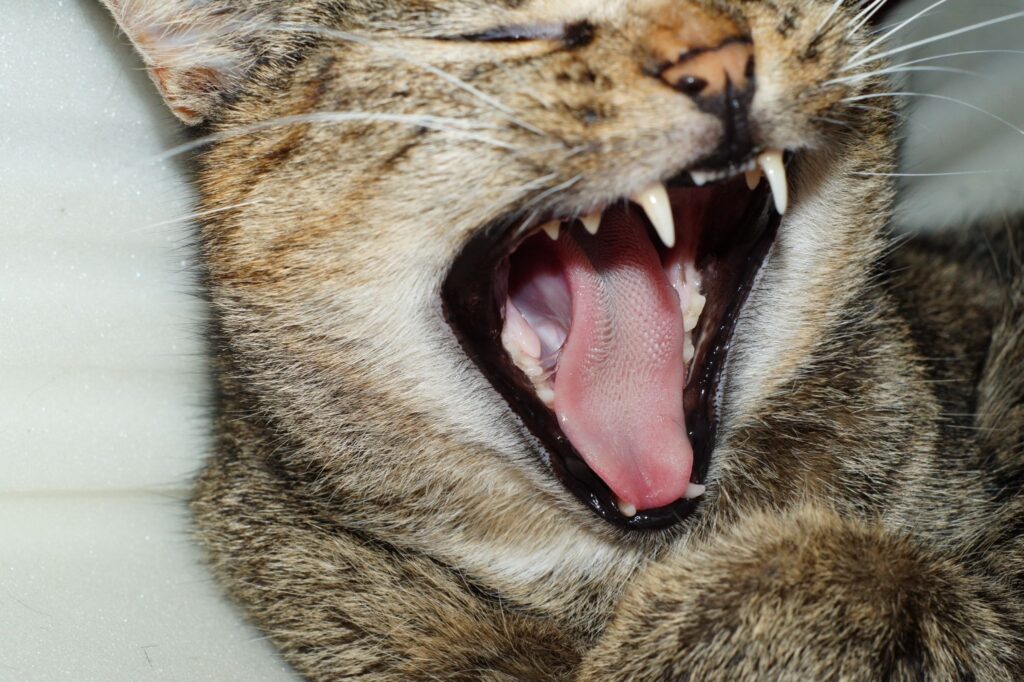 あくびをしているキジトラ猫